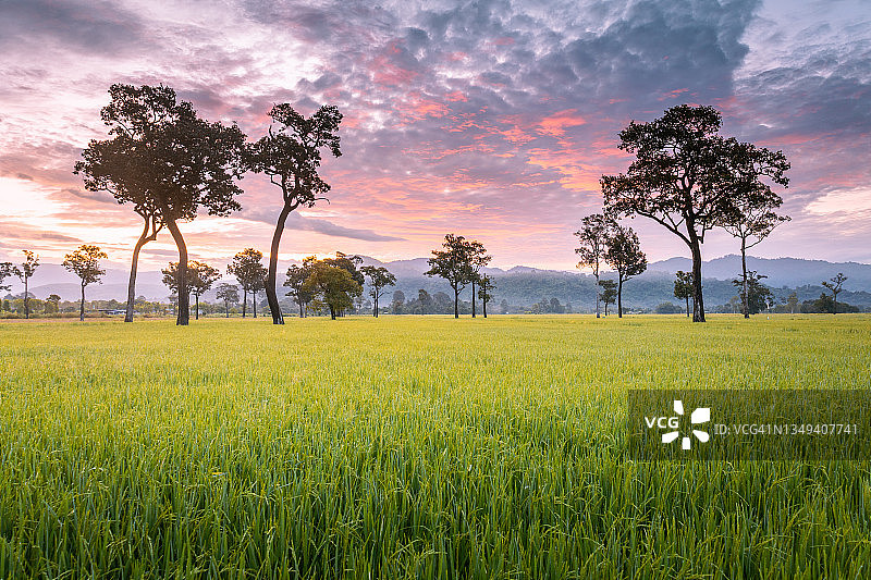 日落时，阳光照耀在稻田上的风景，沙拉布里省，泰国，亚洲图片素材