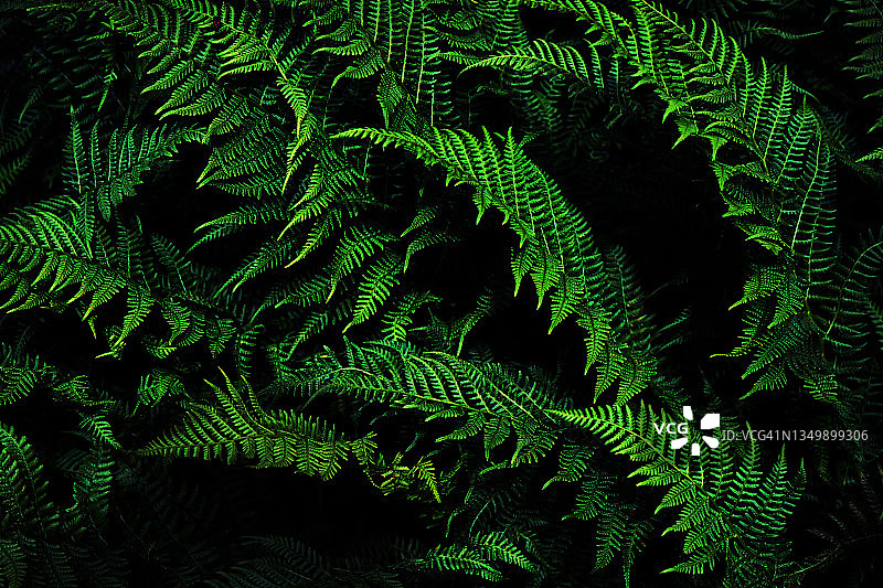 深绿色自然背景。蕨类植物的叶子。黑色绿色的背景设计。图片素材