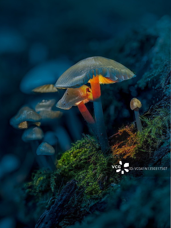神奇蘑菇图片素材