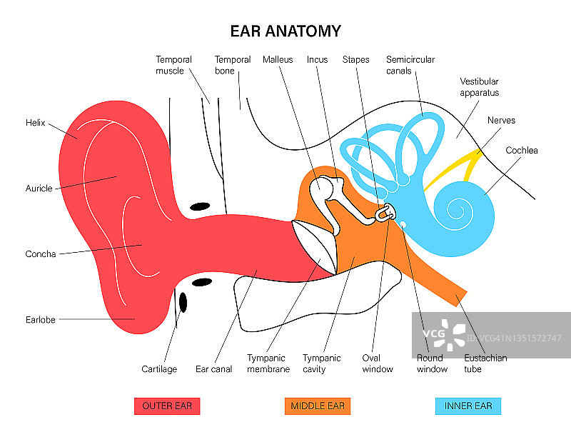 神经脑+耳朵图片素材