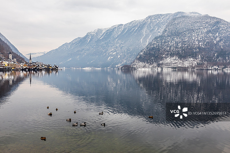 哈尔斯塔特湖和鸭子(奥地利)图片素材