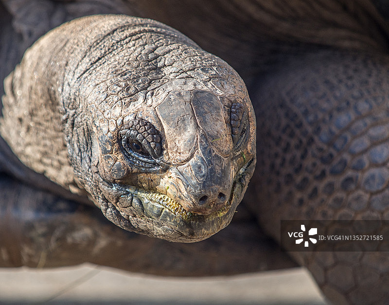 巨型加拉帕戈斯陆龟的特写镜头图片素材