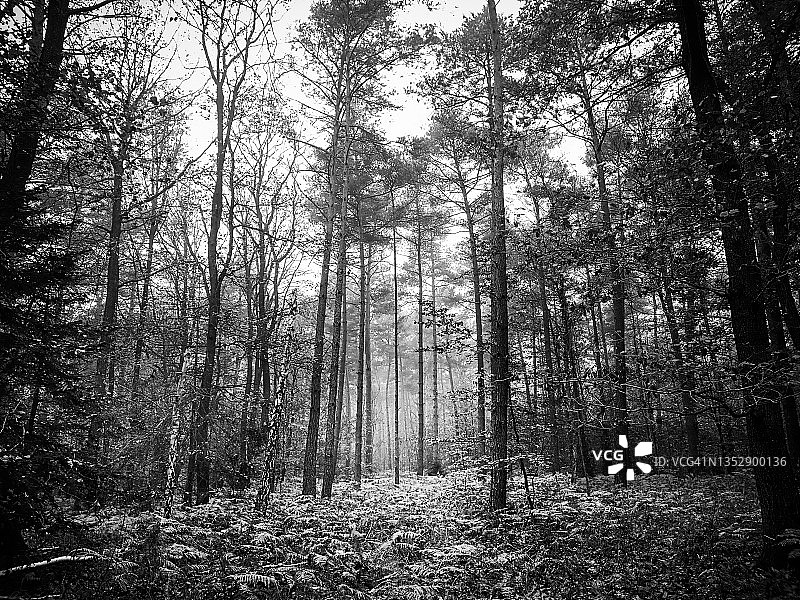 黑白森林图片素材