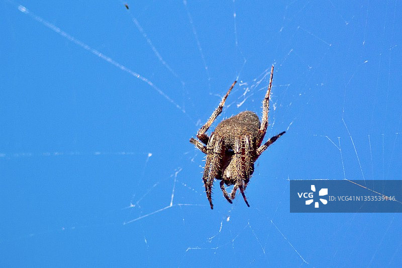 近距离拍摄织网蜘蛛图片素材