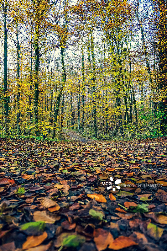 秋天森林里的小路上有许多树叶。图片素材