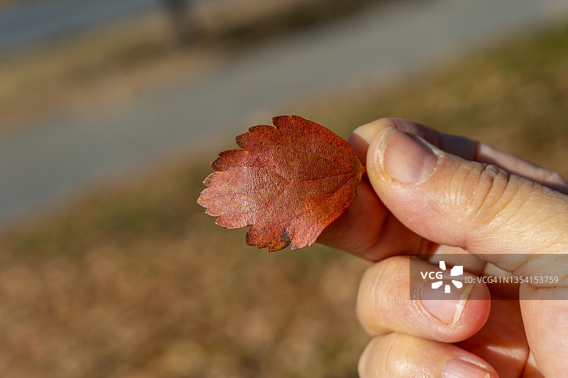 手捧一片树叶，秋高一季图片素材