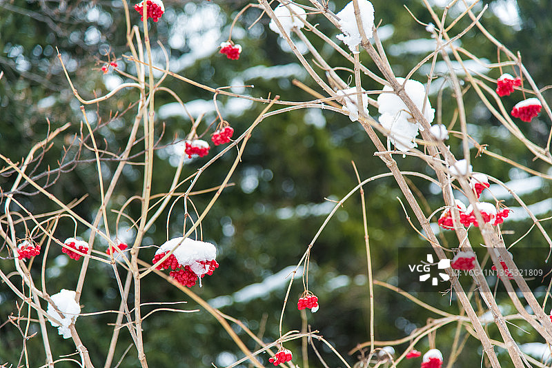 白雪覆盖着红色果实的森林灌木图片素材
