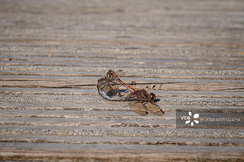 常见的箭毒蜻蜓，在秋天的阳光下交配图片素材