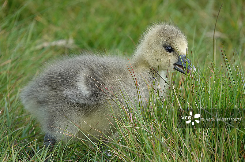 这是一只灰色小鹅在草丛中行走的可爱特写镜头。图片素材