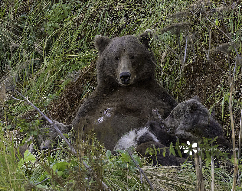 科迪亚克棕熊母猪哺育她的幼崽图片素材