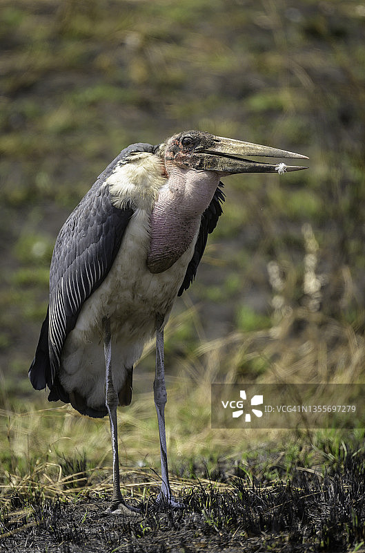 马里布鹳非洲野外的一种鸟图片素材