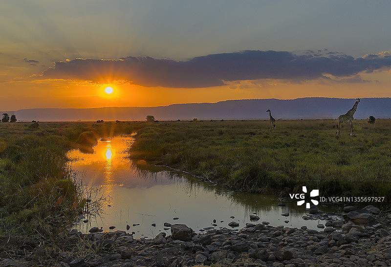 非洲荒野日落时的长颈鹿塔图片素材