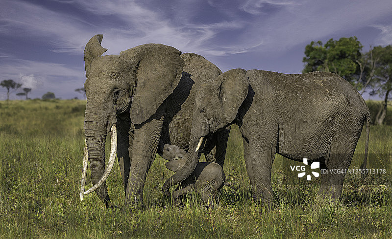 肯尼亚的一头大象妈妈，她的小象和野生大象阿姨图片素材