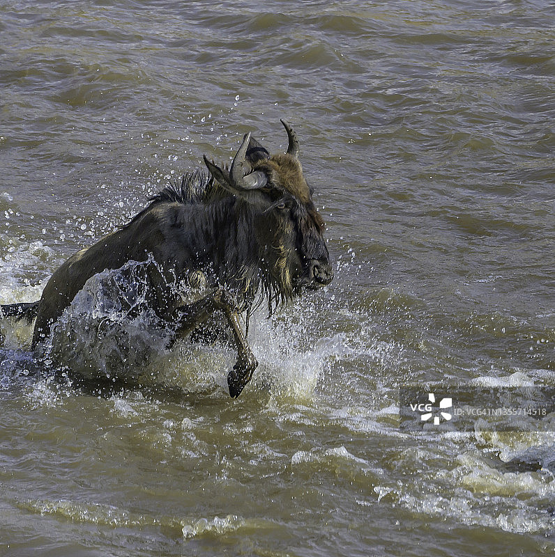 非洲肯尼亚，角马游过马赛河图片素材