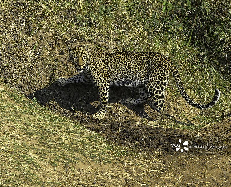 豹调查非洲的荒野图片素材