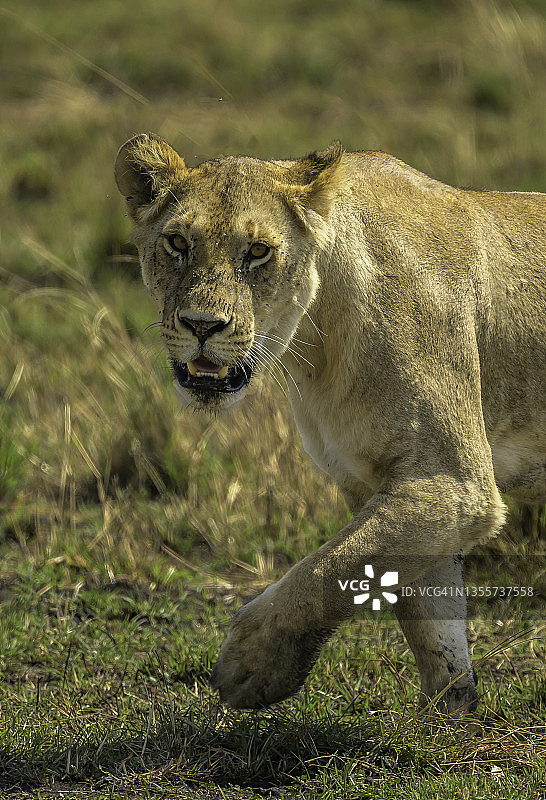 非洲大草原上的一只母狮子图片素材