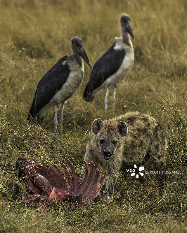 一只鬣狗在非洲荒原上吃早餐图片素材