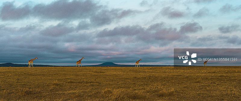 非洲荒野日出时的长颈鹿塔图片素材