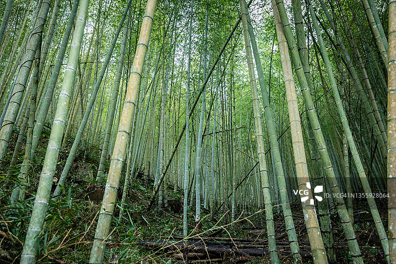 阿里山的竹林图片素材