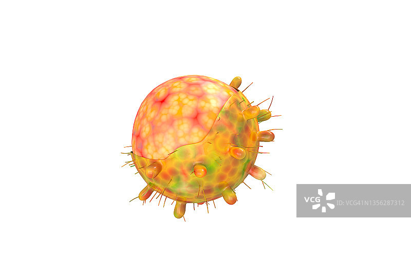 从南非发现的新型冠状病毒微粒的3D生成图像。图片素材