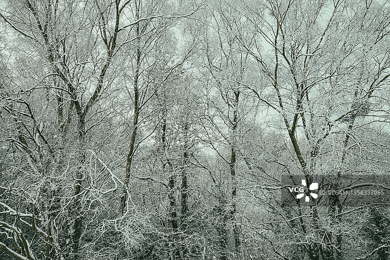 白雪覆盖的白桦树图片素材