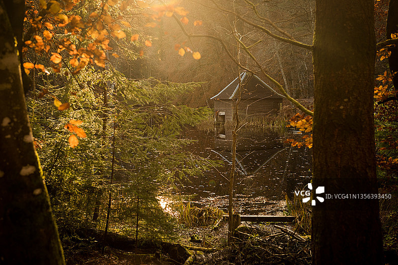 英国苏格兰高地佩思郡，一片神奇的金色灯光下的林地，池塘边的一个小木屋，前景上有秋天颜色的树木图片素材