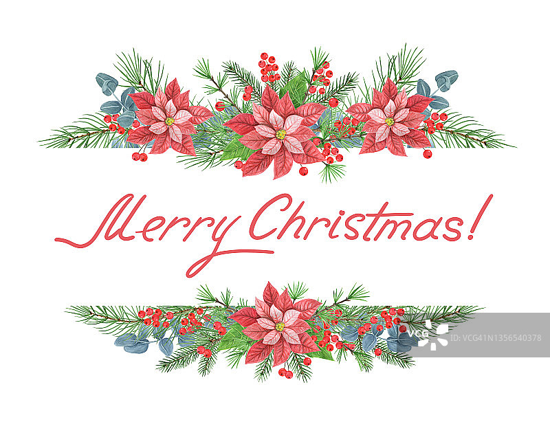 圣诞横幅装饰装饰与一品红，绿色植物，云杉，松树树枝和冬青浆果孤立在白色的背景图片素材