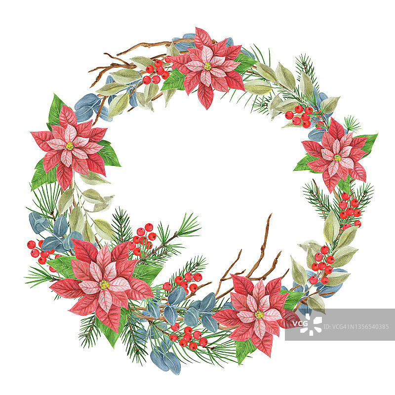 圣诞装饰花环与一品红，绿色植物，云杉，松树树枝和冬青浆果。图片素材
