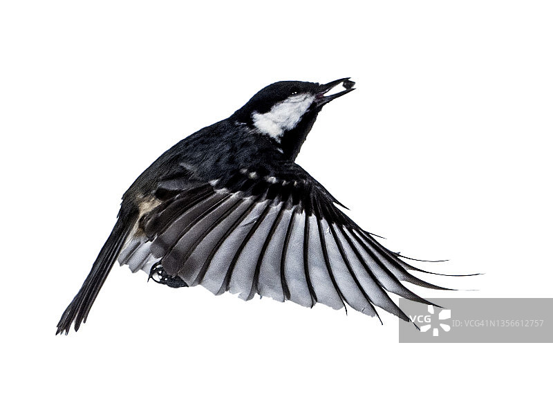特写的单宁梅斯(Periparus ater)煤山雀在飞行与食物种子在它的嘴在白色的背景。图片素材