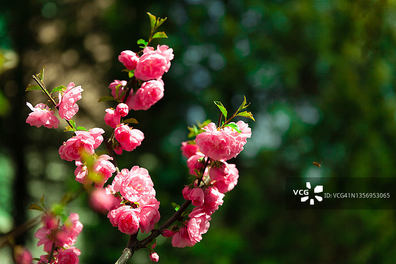 春天的樱花。樱花的树。图片素材