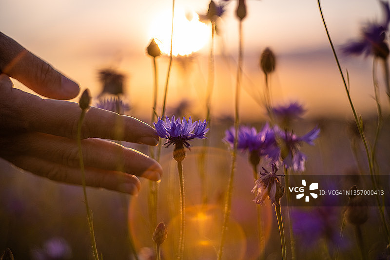 女性的手在黎明时分抚摸着田野里的花朵图片素材