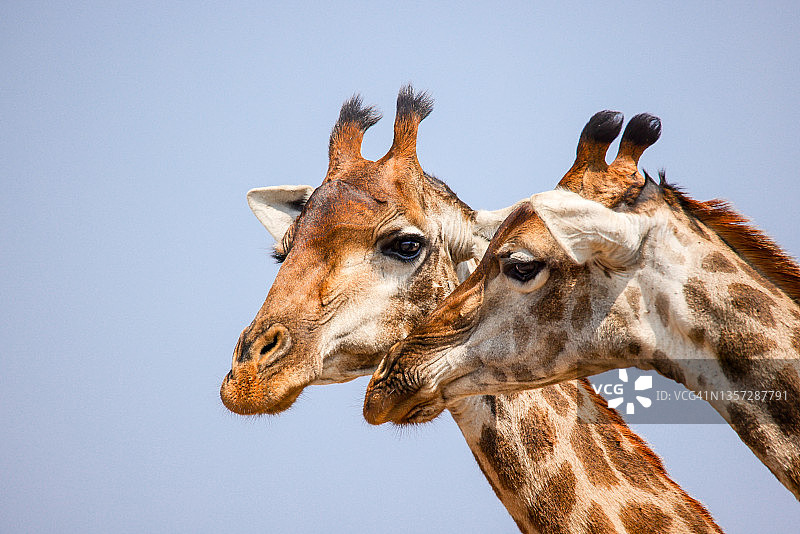 南非长颈鹿(长颈鹿Camelopardalis Giraffa)图片素材