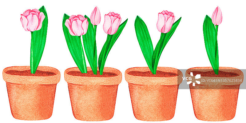 花盆里的粉红色郁金香。水彩的插图。被隔离在白色背景下。为你的设计。图片素材