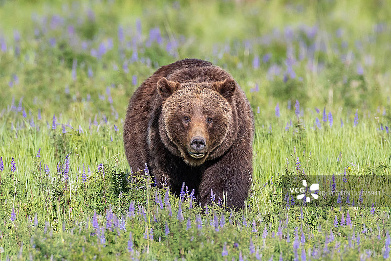 大提顿国家公园的著名熊，灰熊399图片素材