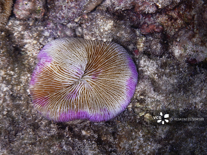 蘑菇珊瑚组(真菌属)图片素材
