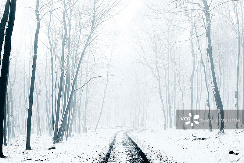 冬日森林里的单一道路图片素材