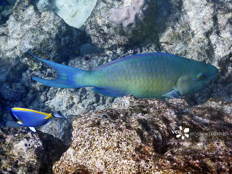 余烬鹦嘴鱼(Scarus rubroviolaceus)在马尔代夫珊瑚礁图片素材