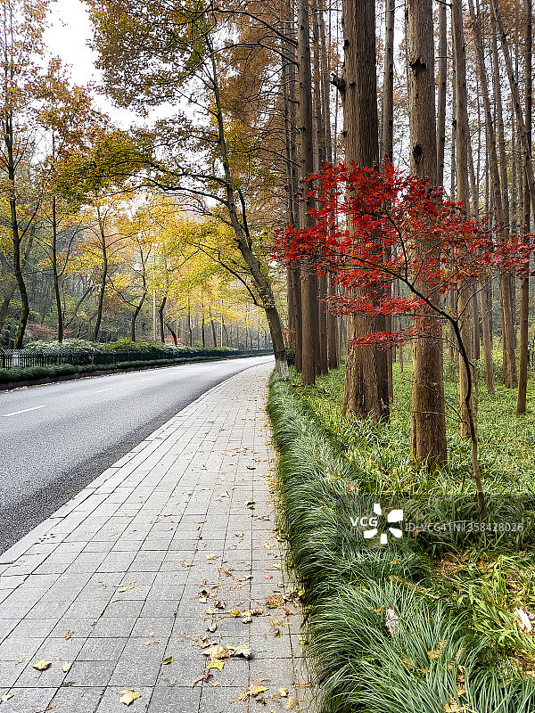 在中国杭州，秋天的时候，山腰的梧桐树空无一人。图片素材