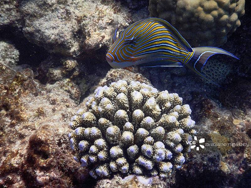 线棘鱼(线棘鱼)
ranalhi岛珊瑚礁上的Acropora和Porites珊瑚图片素材