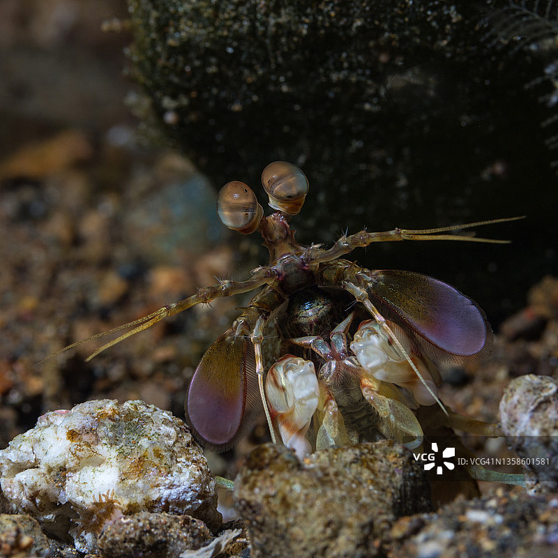 Pink-eared螳螂图片素材