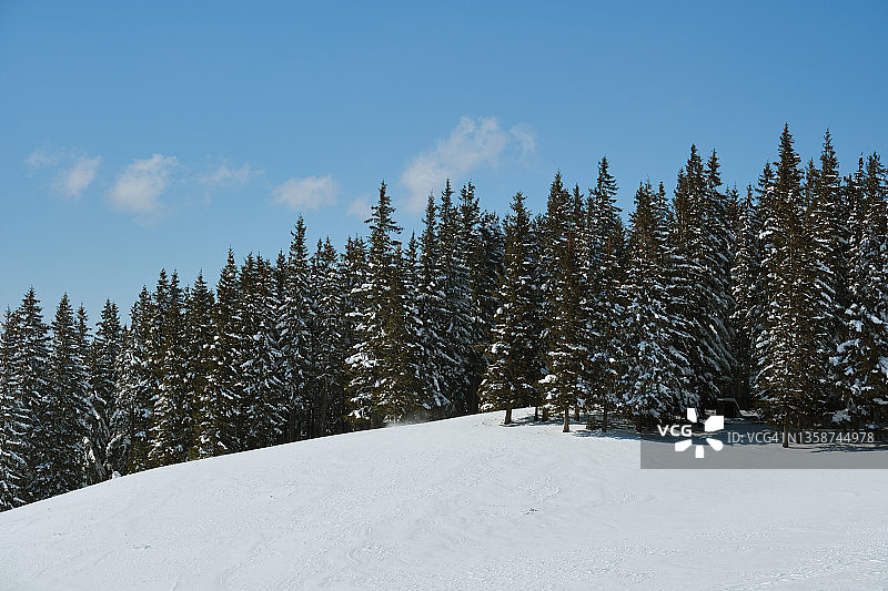 在寒冷的冬天，松树覆盖在山上森林的新鲜的雪明亮的冬季景观。图片素材