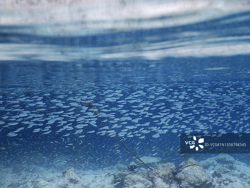 马尔代夫珊瑚礁上的小鱼群图片素材