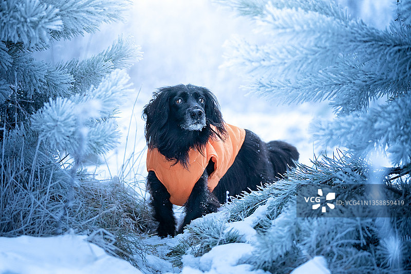 一只狗在结霜的树之间图片素材