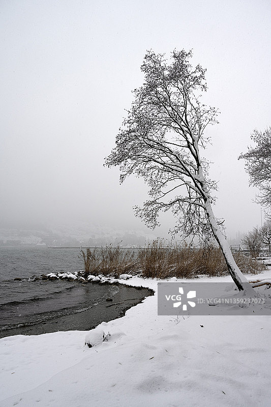 白雪皑皑的冬天，贝尔湖畔的裸树图片素材
