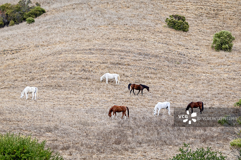 六匹马在山坡上图片素材
