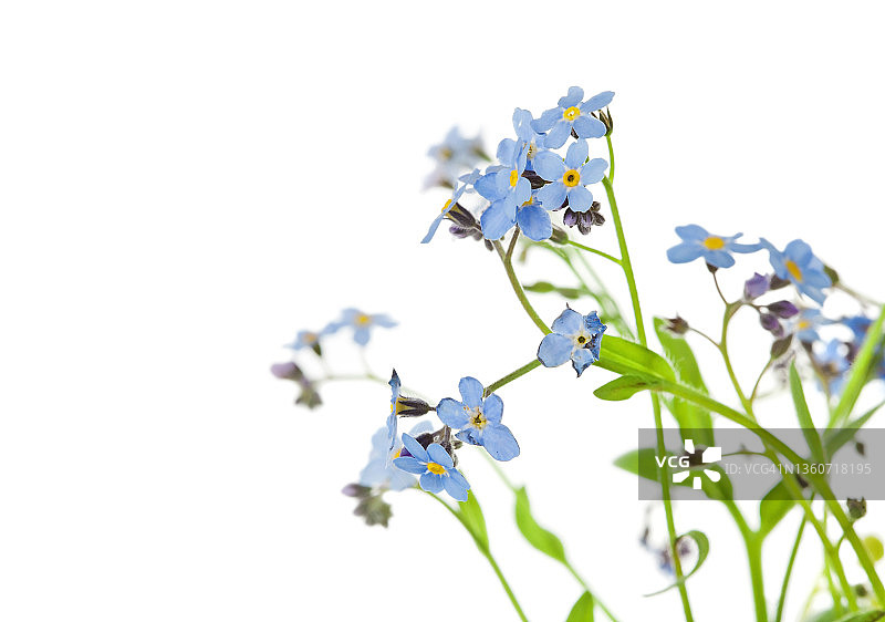 美丽的浅蓝色“勿忘我”冬菇春花图片素材