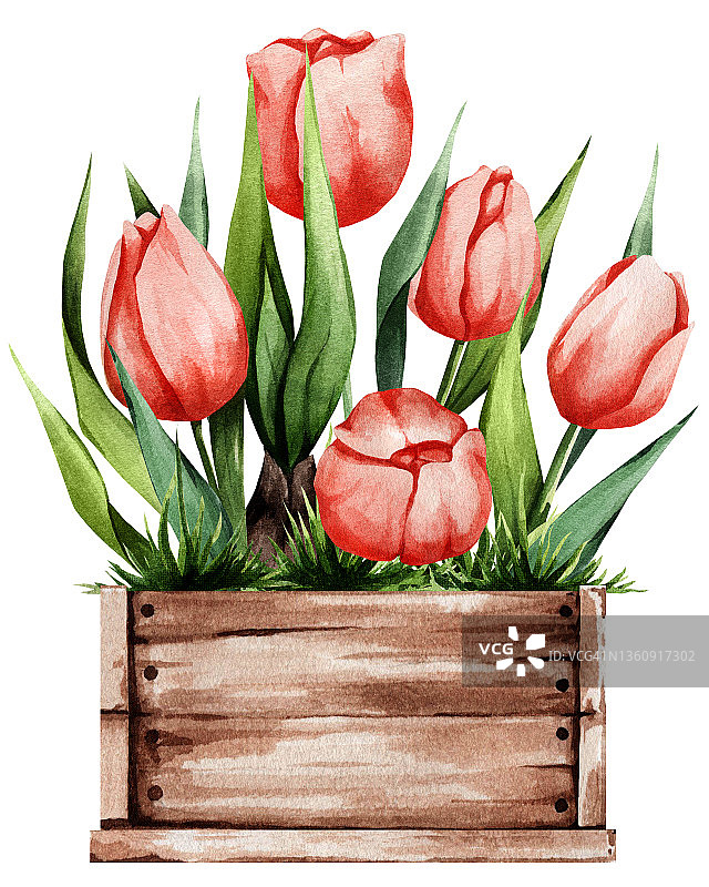 红色郁金香的盒子。娇嫩植物的春季插图。非常适合贴纸，装饰，明信片，和更多。图片素材