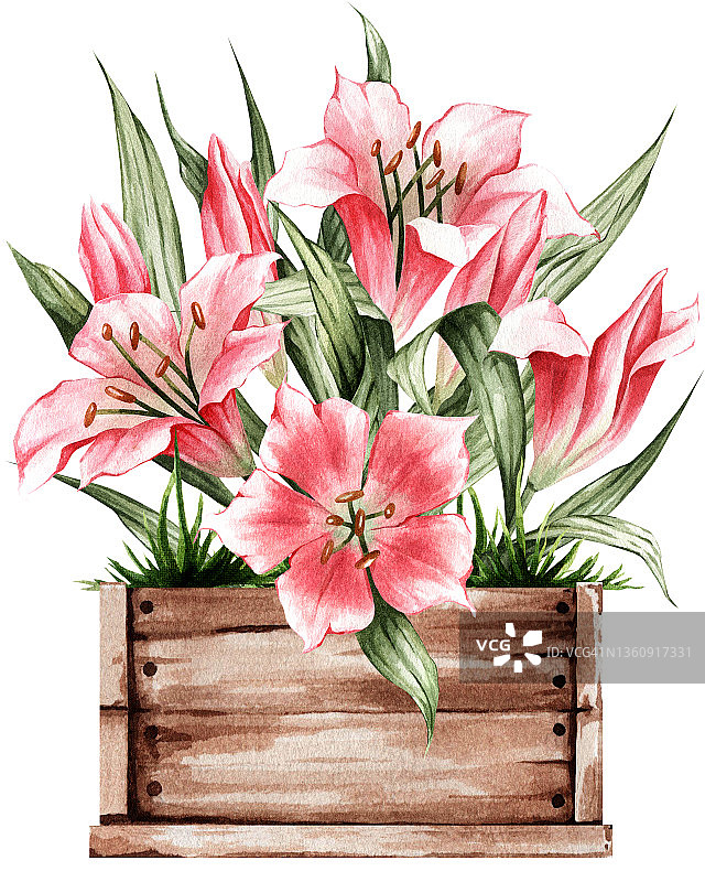 百合花箱春季插图精致的植物。非常适合贴纸，装饰，明信片，和更多。图片素材