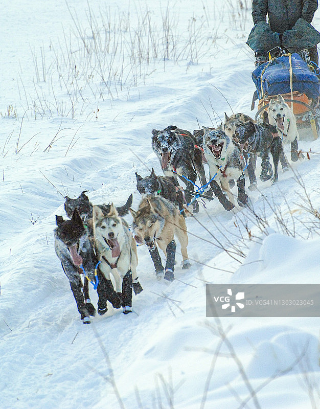 雪橇犬-阿拉斯加雪橇犬图片素材