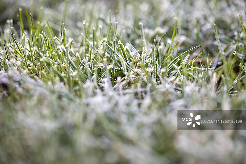 草坪上的早霜图片素材